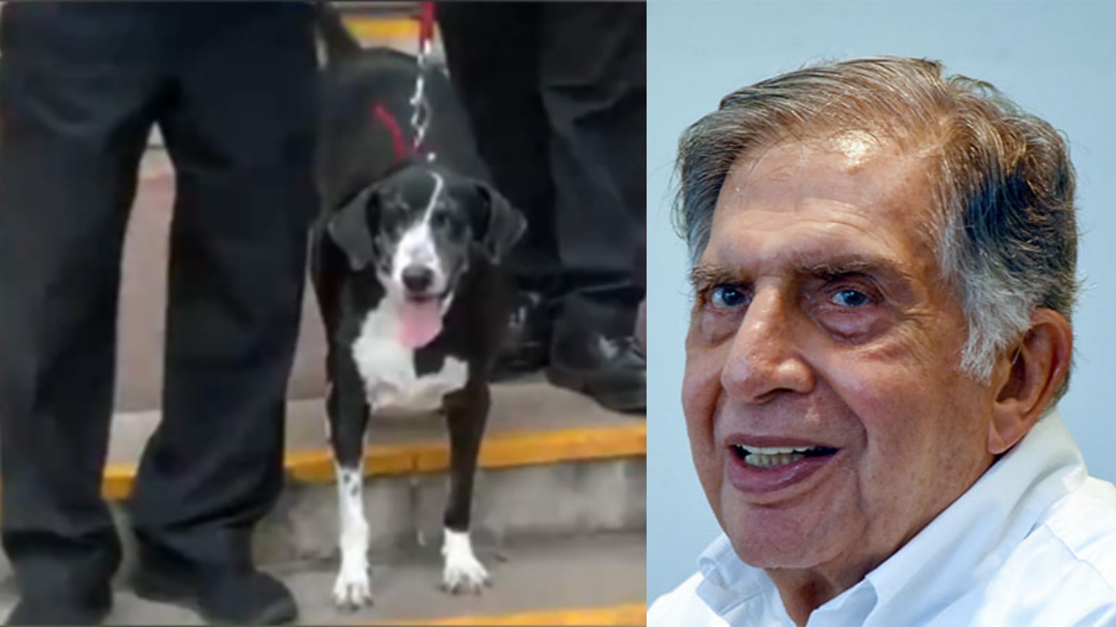 Ratan Tata Memories Photos Dog Love Insta Post Chhotu Lady Respect Retaining Company Employees and more