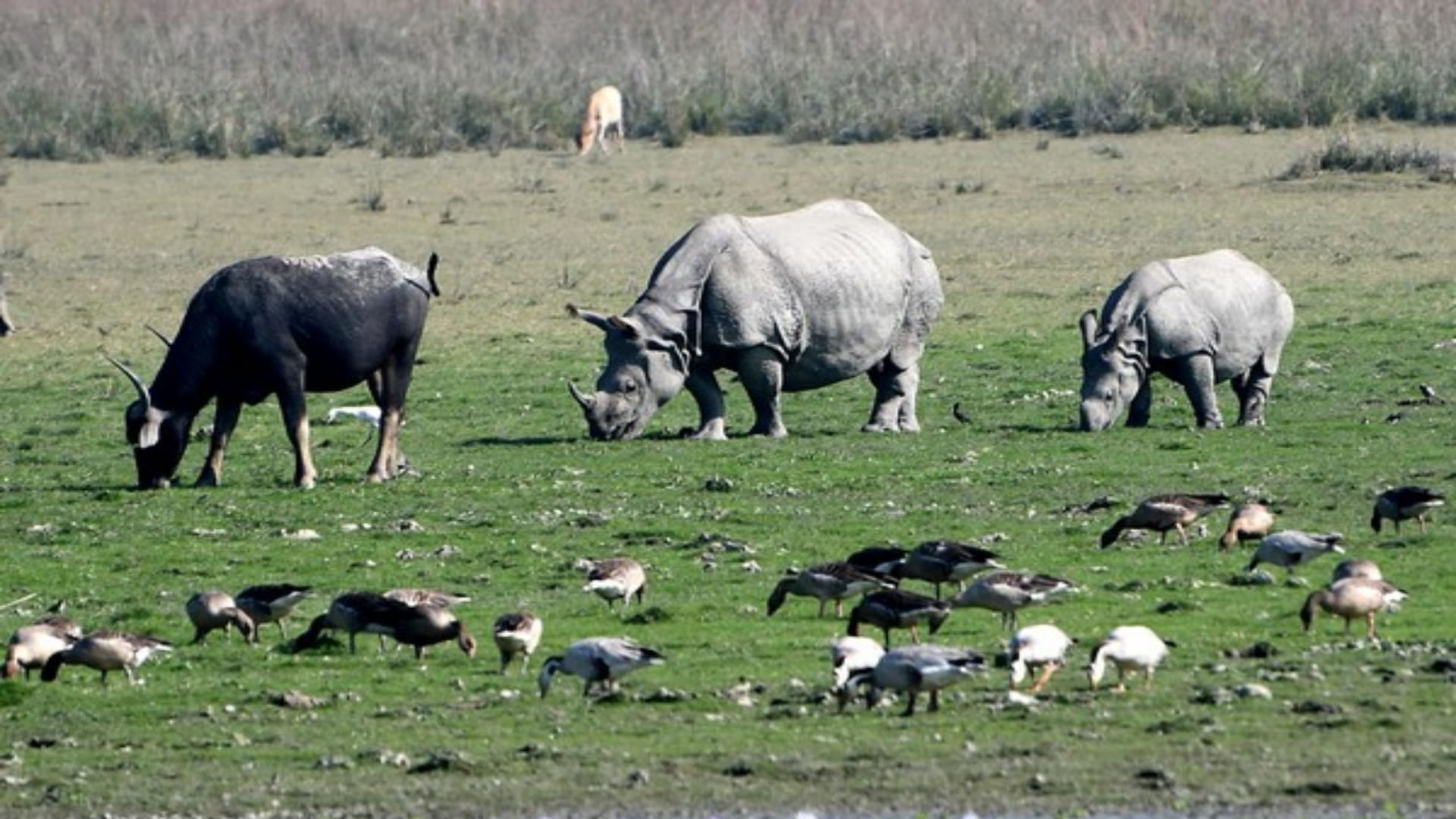 World Wildlife Day Conservation efforts show results wildlife population increases Uttarakhand News in hindi