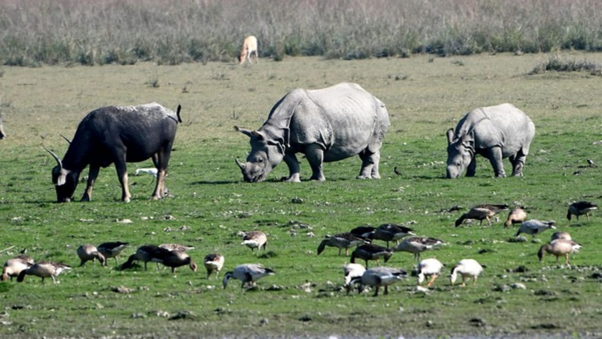 World Wildlife Day Conservation efforts show results wildlife population increases Uttarakhand News in hindi