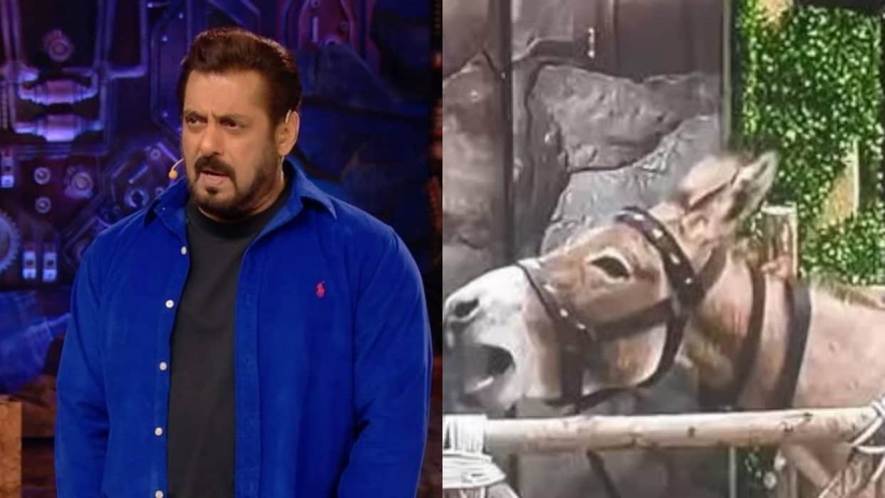 Bigg Boss 18 makers to Released Gadhraj after PETA India requesting Salman Khan to release the donkey