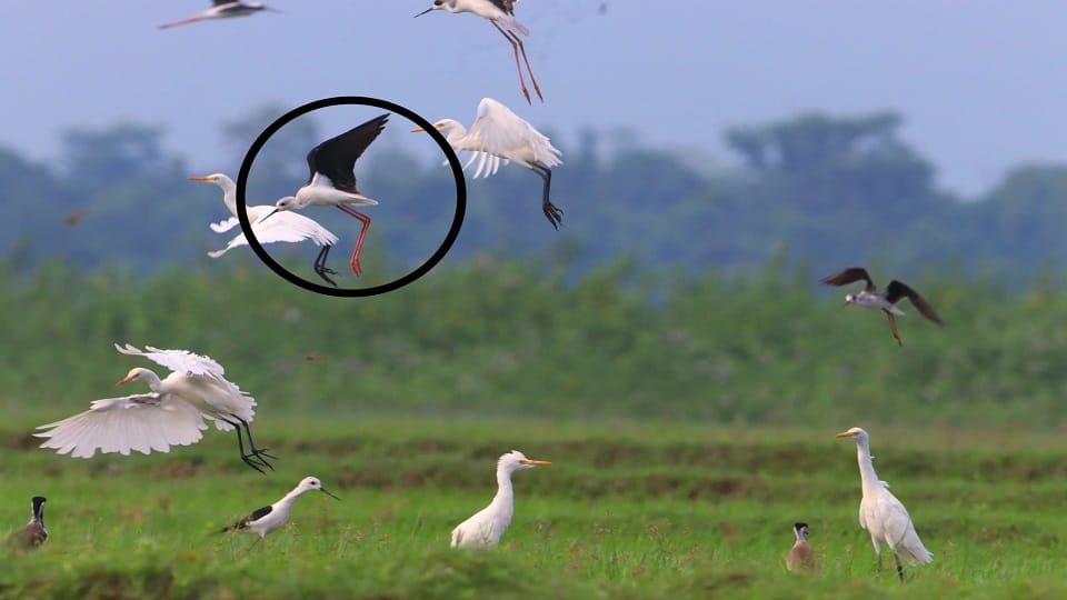 Black-winged stilt reached Terai forests after traveling 20 thousand km