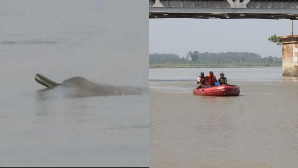 Amroha: Dolphins and crocodiles are enjoying the Ganges, forest department is counting them