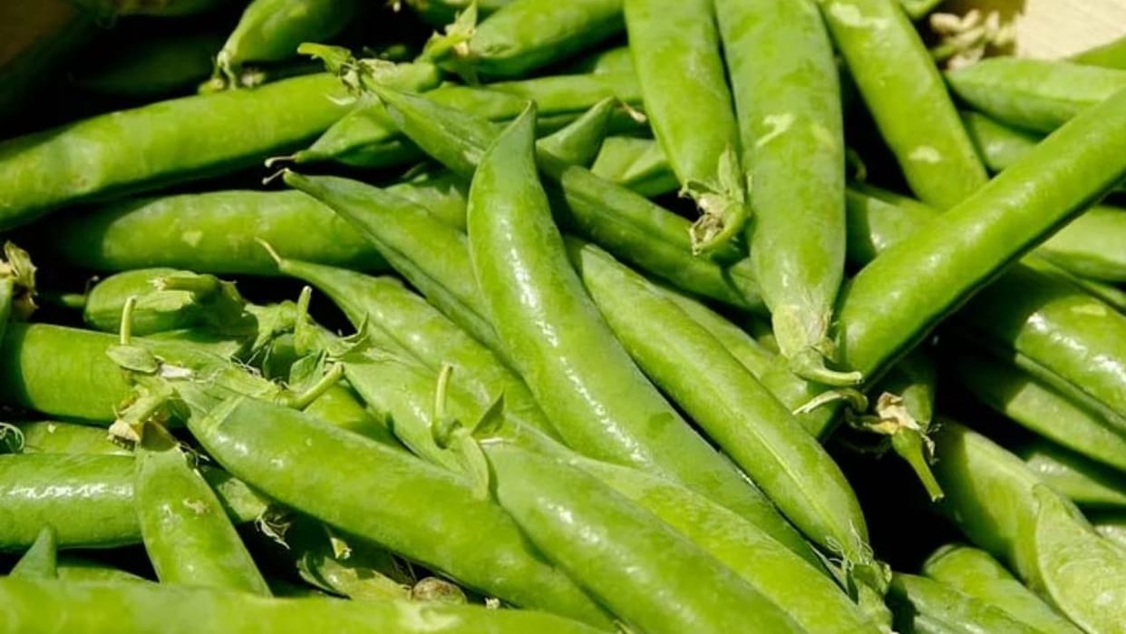 Peas are grown only in Himachal in October supplies go up to Ahmedabad Kolkata and Surat
