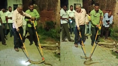 Jhansi: रसेल वाइपर सांप देख वन विभाग की टीम के उडे़ होश, कड़ी मशक्कत के बाद पकड़ा; देखें वीडियो Forest Department team caught Russell Viper snake in Jhansi