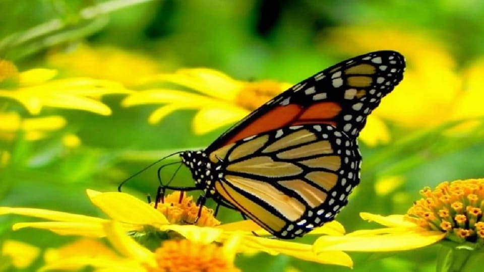 Biodiversity parks can neutralize the effects of climate change
