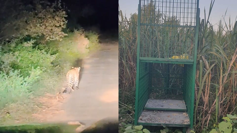 clever leopard: Leopard is constantly fooling the forest department, cages installed in Amroha are empty