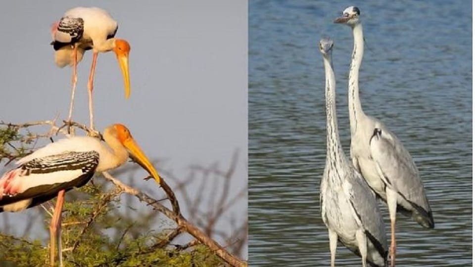 flock of black headed ibis reached Chambal Sanctuary before winter even swallows a live snake