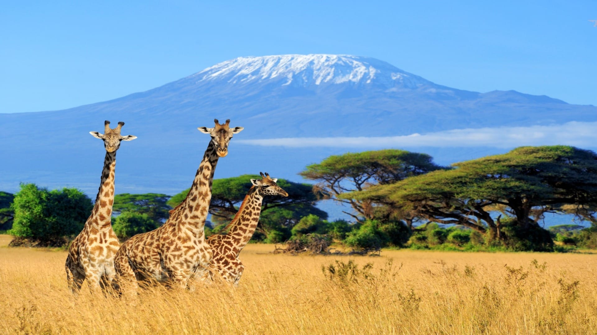 IRCTC Kenya Tour Package 2024 From Kolkata Check Complete Details Of This Tour