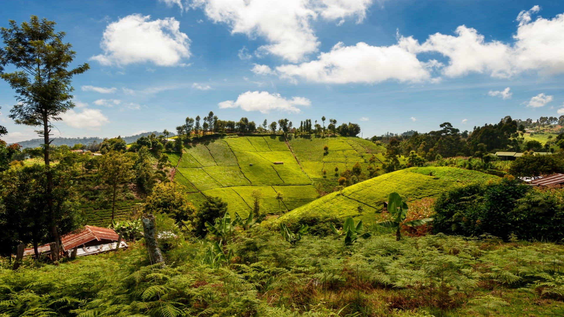IRCTC Kenya Tour Package 2024 From Kolkata Check Complete Details Of This Tour