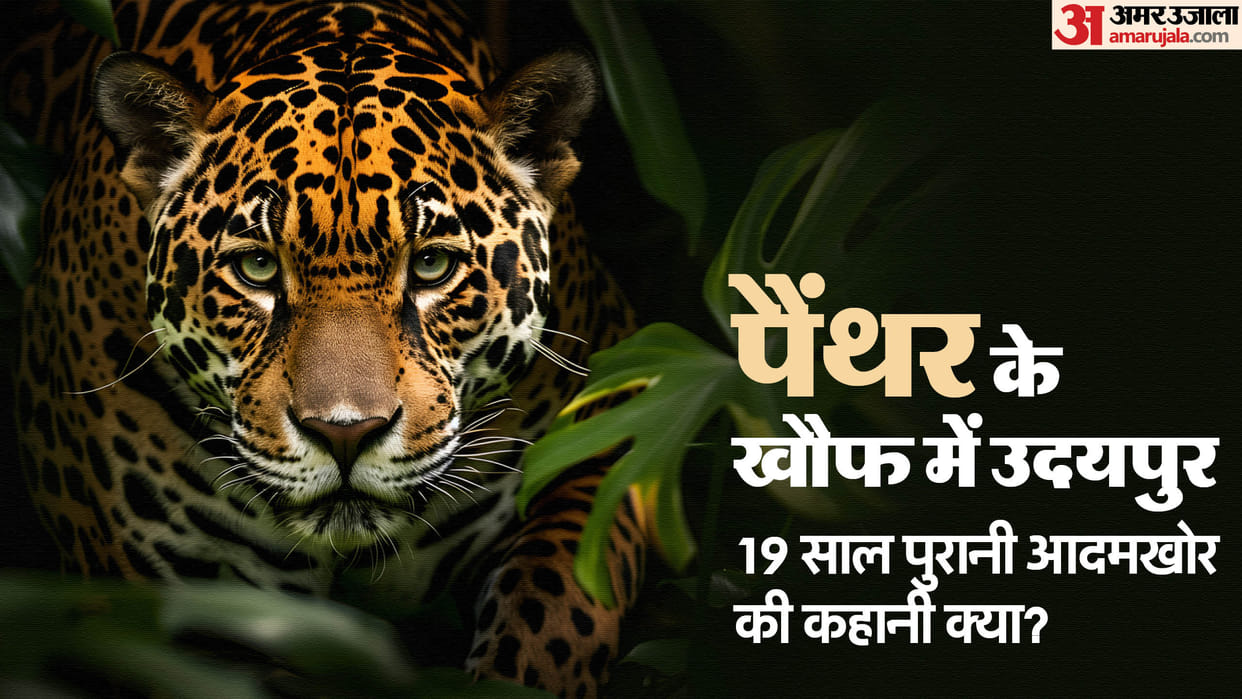 Leopard Terror In Udaipur Man-Eater Leopard Amjad Khan Terrorized Rajasthan with 13 Human Kills Hindi News
