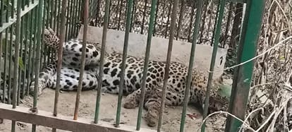 Bahraich: Another leopard caught in the morning, there was terror in the residential areas, many animals were