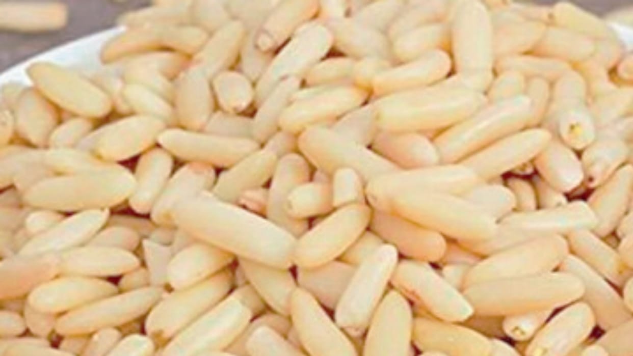 Kinnaur: 22 percent rise in the price of chilgoza pine nuts