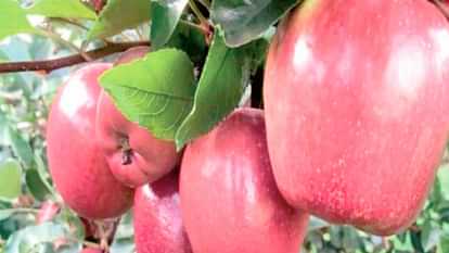 Himachal produced 4.18 lakh metric tonnes of apples this year