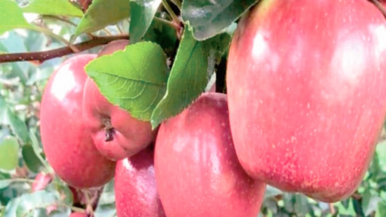 HP Horticulture: Trend towards new apple varieties increased, Gala and Delicious are the first choice