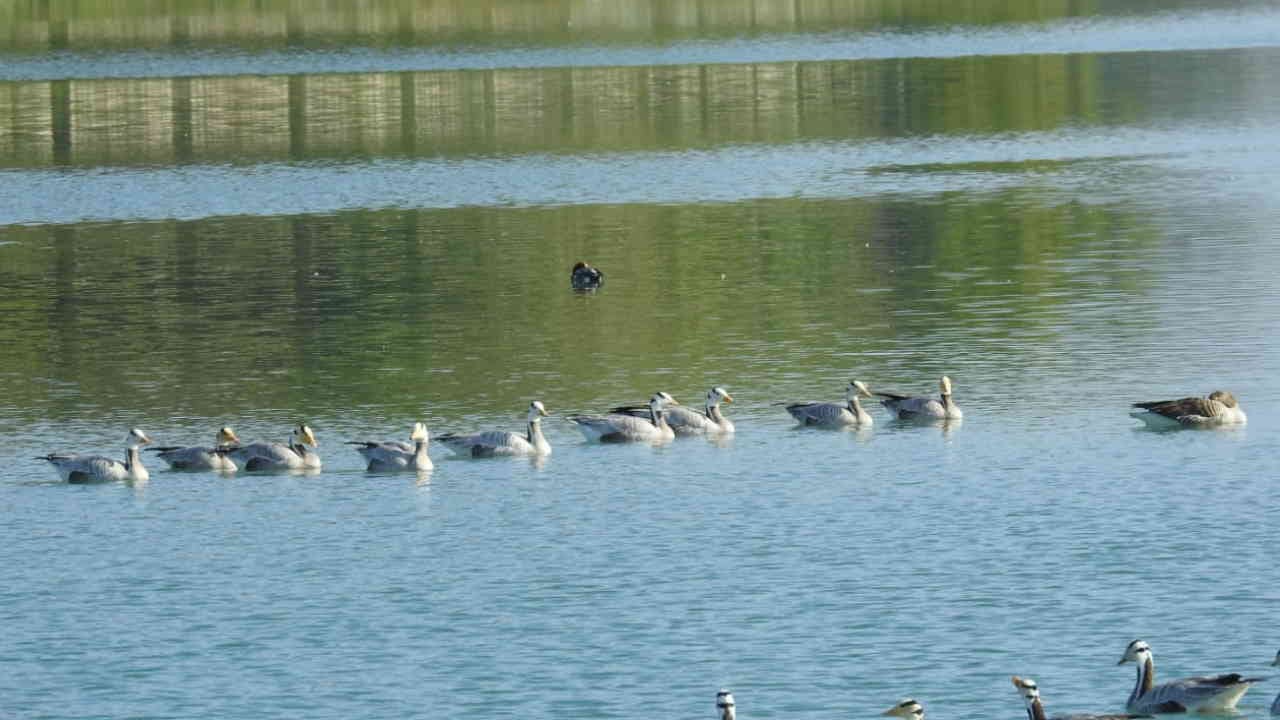 Asan Ramsar site started buzzing with foreign birds Vikasnagar Dehradun Uttarakhand news in hindi