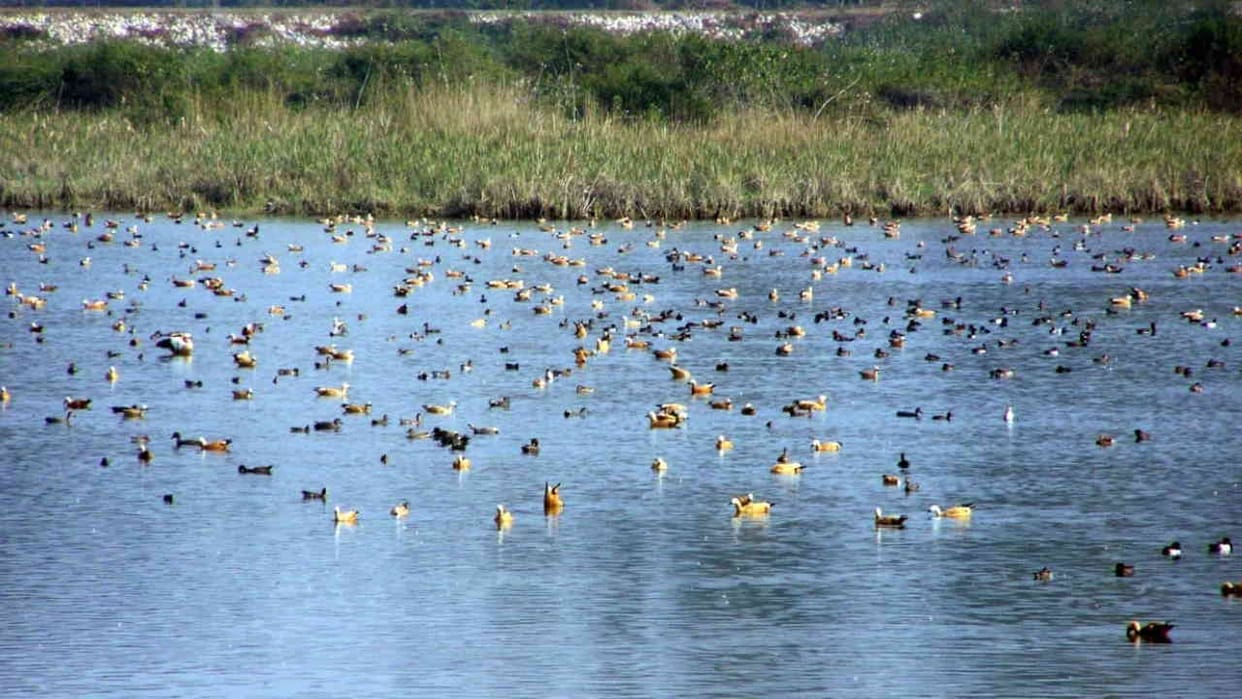 Asan Ramsar site started buzzing with foreign birds Vikasnagar Dehradun Uttarakhand news in hindi
