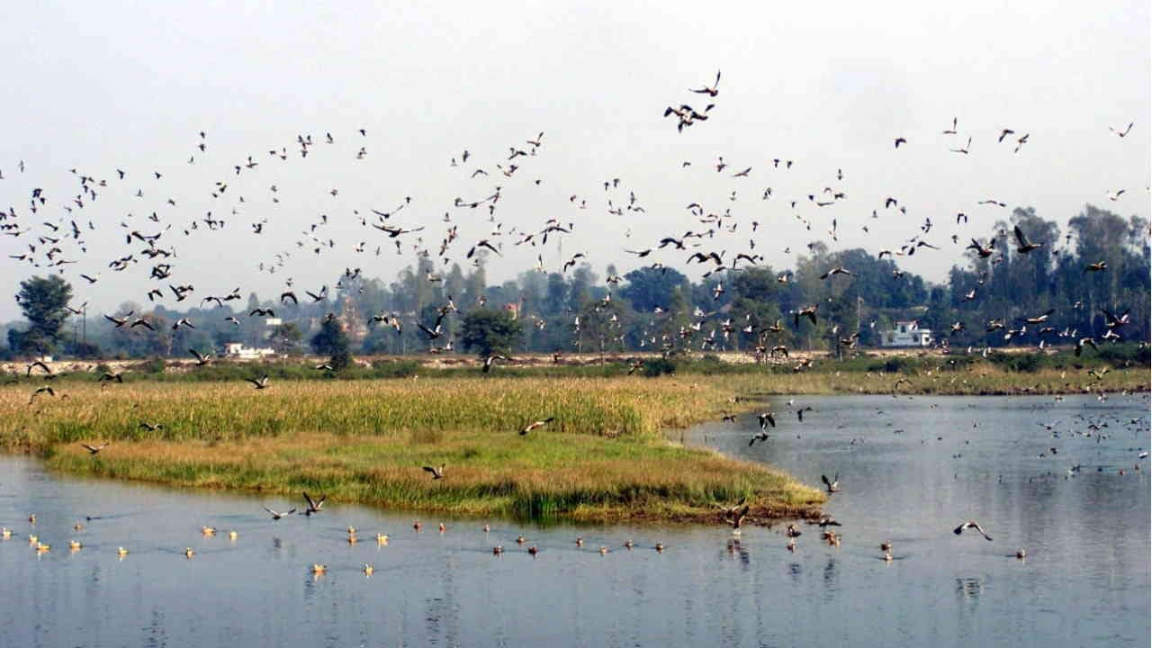 Asan Ramsar site started buzzing with foreign birds Vikasnagar Dehradun Uttarakhand news in hindi