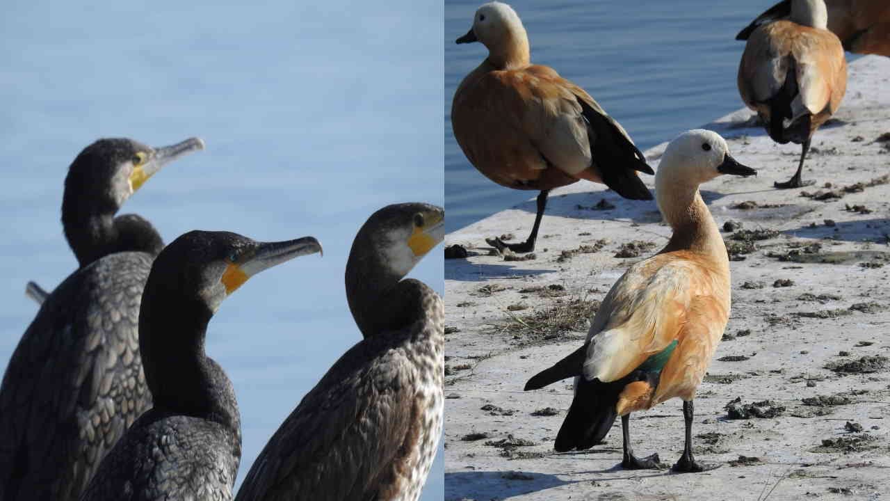Asan Ramsar site started buzzing with foreign birds Vikasnagar Dehradun Uttarakhand news in hindi