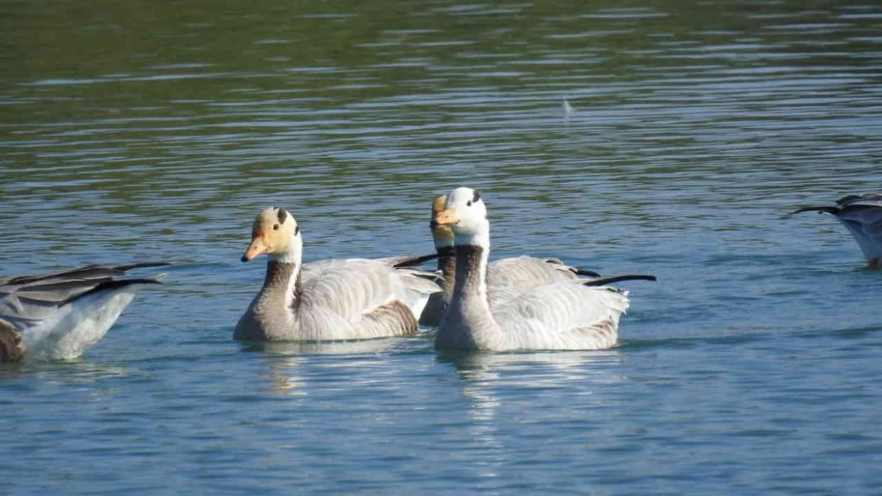 Dehradun News Bird Count at Asan Wetland 5225 birds of 117 species were marked