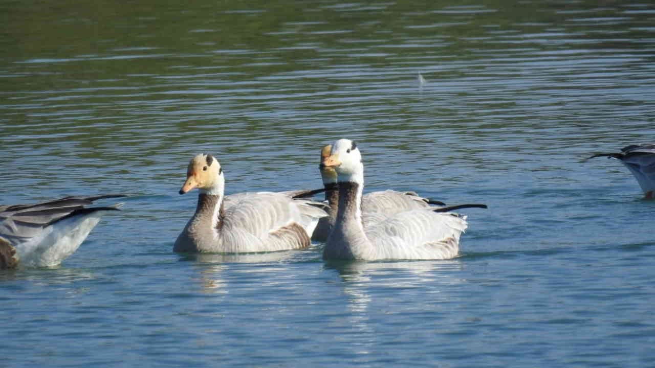 Asan Ramsar site started buzzing with foreign birds Vikasnagar Dehradun Uttarakhand news in hindi