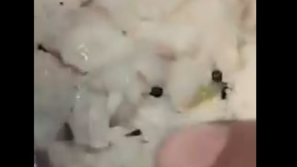 Meerur: Insects found in breakfast served to passengers in Prime Minister's dream project Vande Bharat