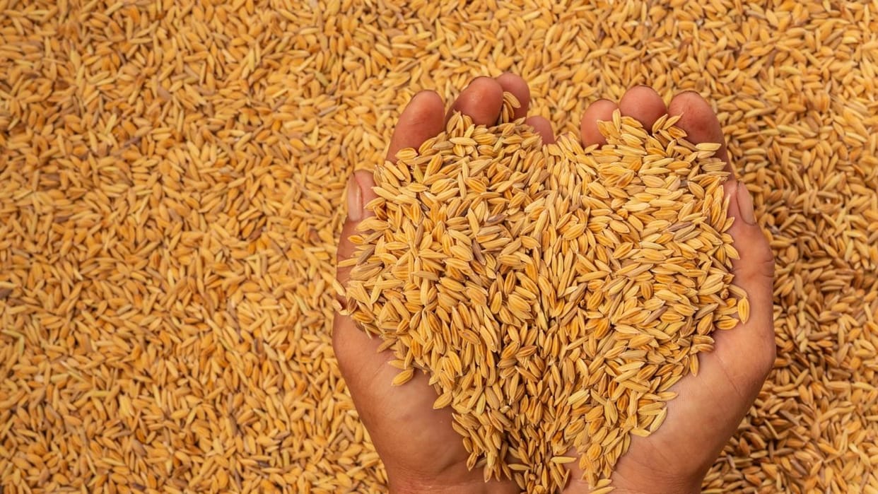 Ban on purchase of Himachal paddy in Punjab agricultural markets