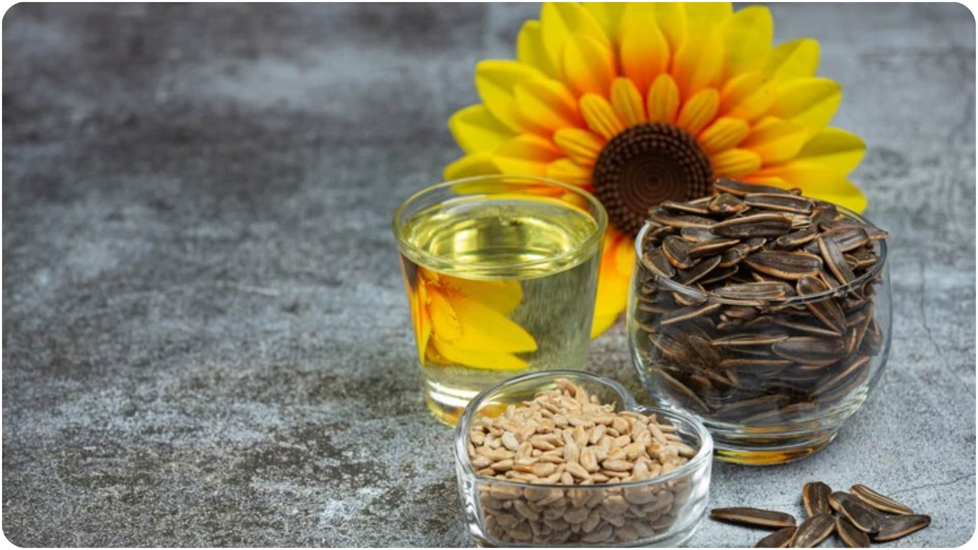 Why is the sunflower always facing the sun know in hindi