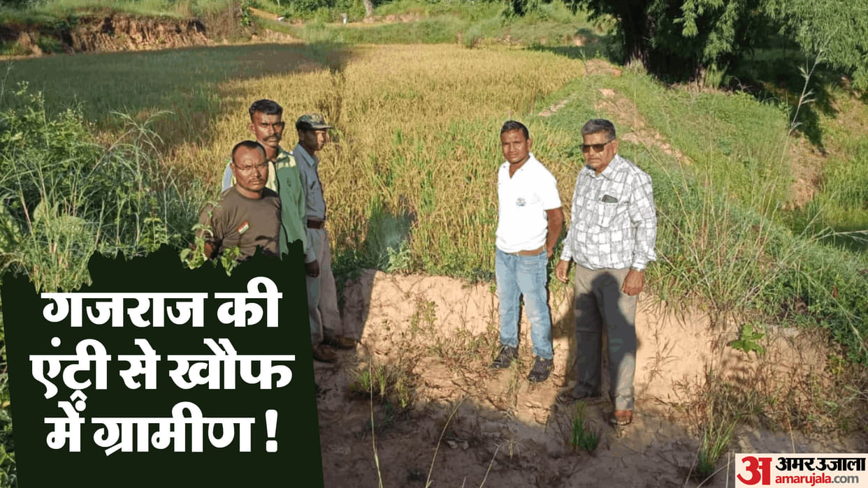 Elephants once again enter Balod district