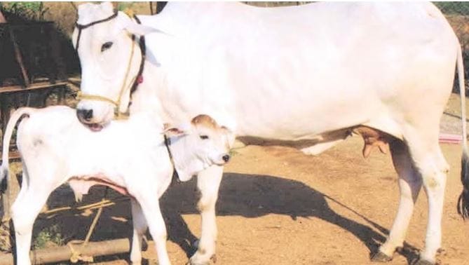 Subsidy up to Rs 80 thousand available on buying cow know how to get benefit