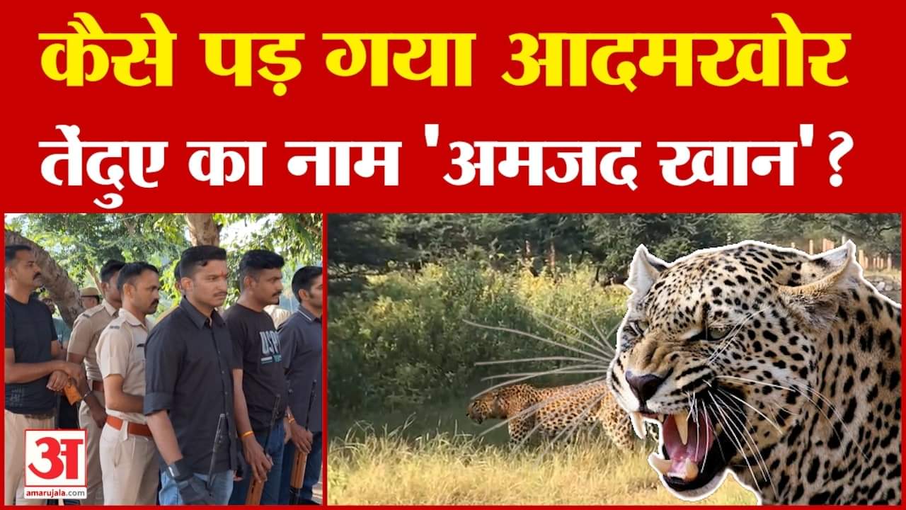 Udaipur Leopard: कैसे पड़ गया आदमखोर तेंदुए का नाम 'अमजद खान'? | Rajasthan News | Amar Ujala