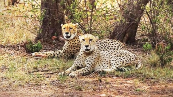 Madhya Pradesh Kuno National Park Leapord Take Care State Responsibility food health