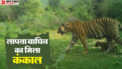 Rajasthan News Missing Tigress Skeleton Found in Bundi Ramgarh Vishdhari Tiger Reserve