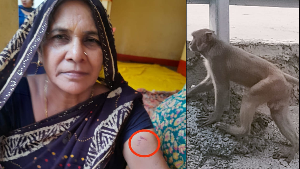 Monkey has increased the problems for people in Gorakhpur, after women it is now targeting children.