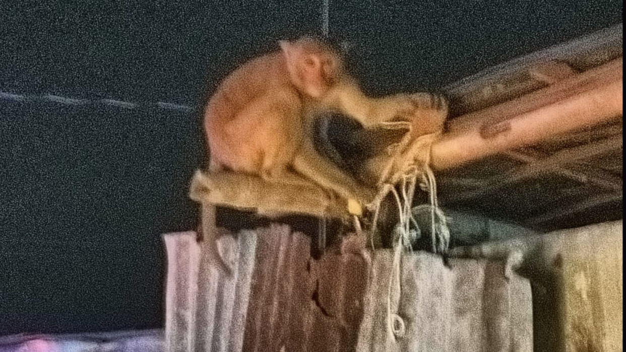 A group of monkeys have attacked Lahasdi village in Gorakhpur. injured many people