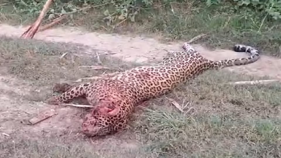 Bijnor: Leopard attacked, farmer killed, instead of taking the farmer to hospital, people kept making video