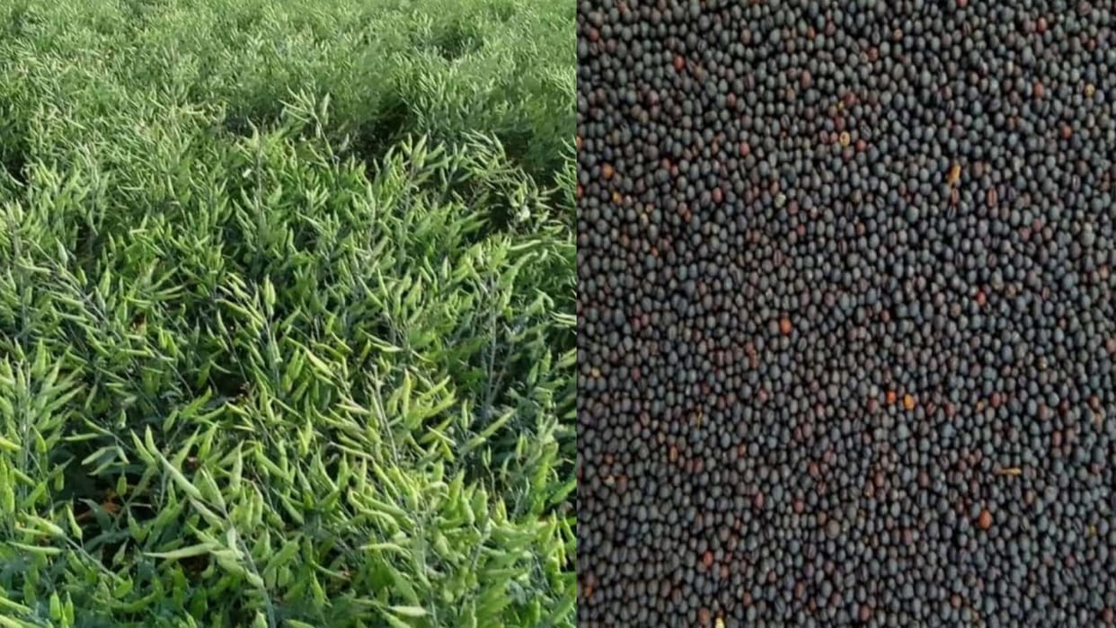 The new variety of rye Govardhan seeds will be sold across the country