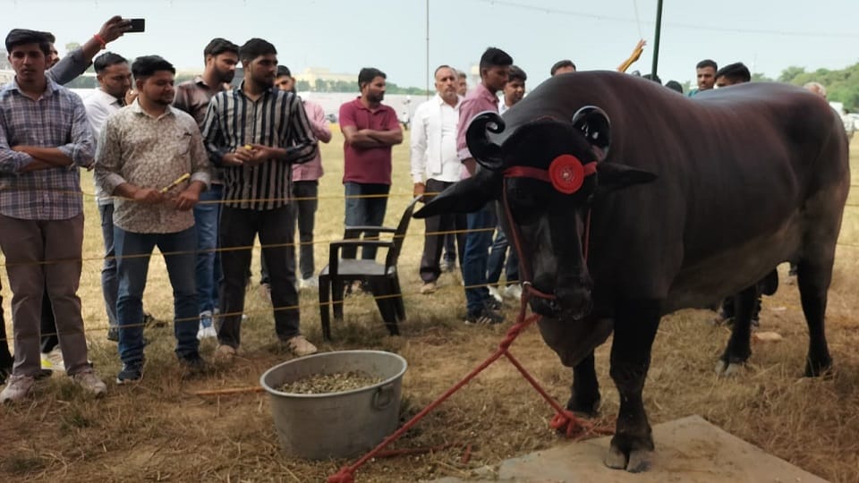 Meerut: Buffalo worth 23 crores... name is Anmol, Golu-2 worth 10 crores and MLA worth 9 crores,