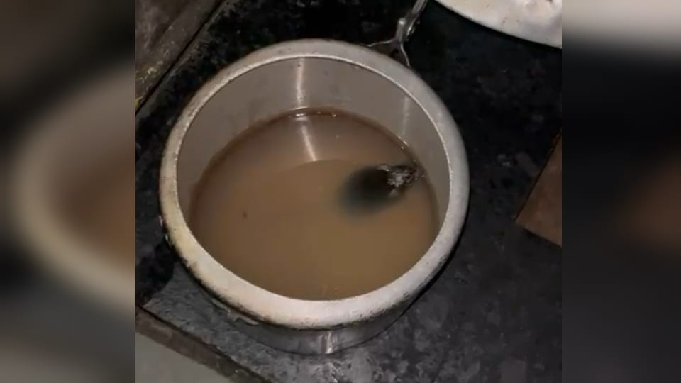 Rats found in food at IIT Roorkee students ruckus after seeing bad condition mess Photos
