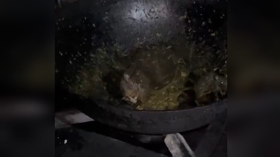 Rats found in food at IIT Roorkee students ruckus after seeing bad condition mess Photos