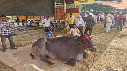 Meerut: Buffalo worth 23 crores... name is Anmol, Golu-2 worth 10 crores and MLA worth 9 crores,