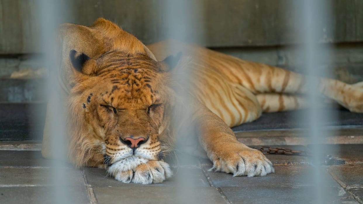 what is liger How different is this animal from tiger and lion news in hindi