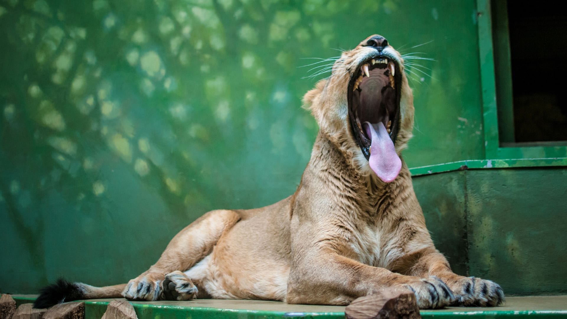 what is liger How different is this animal from tiger and lion news in hindi