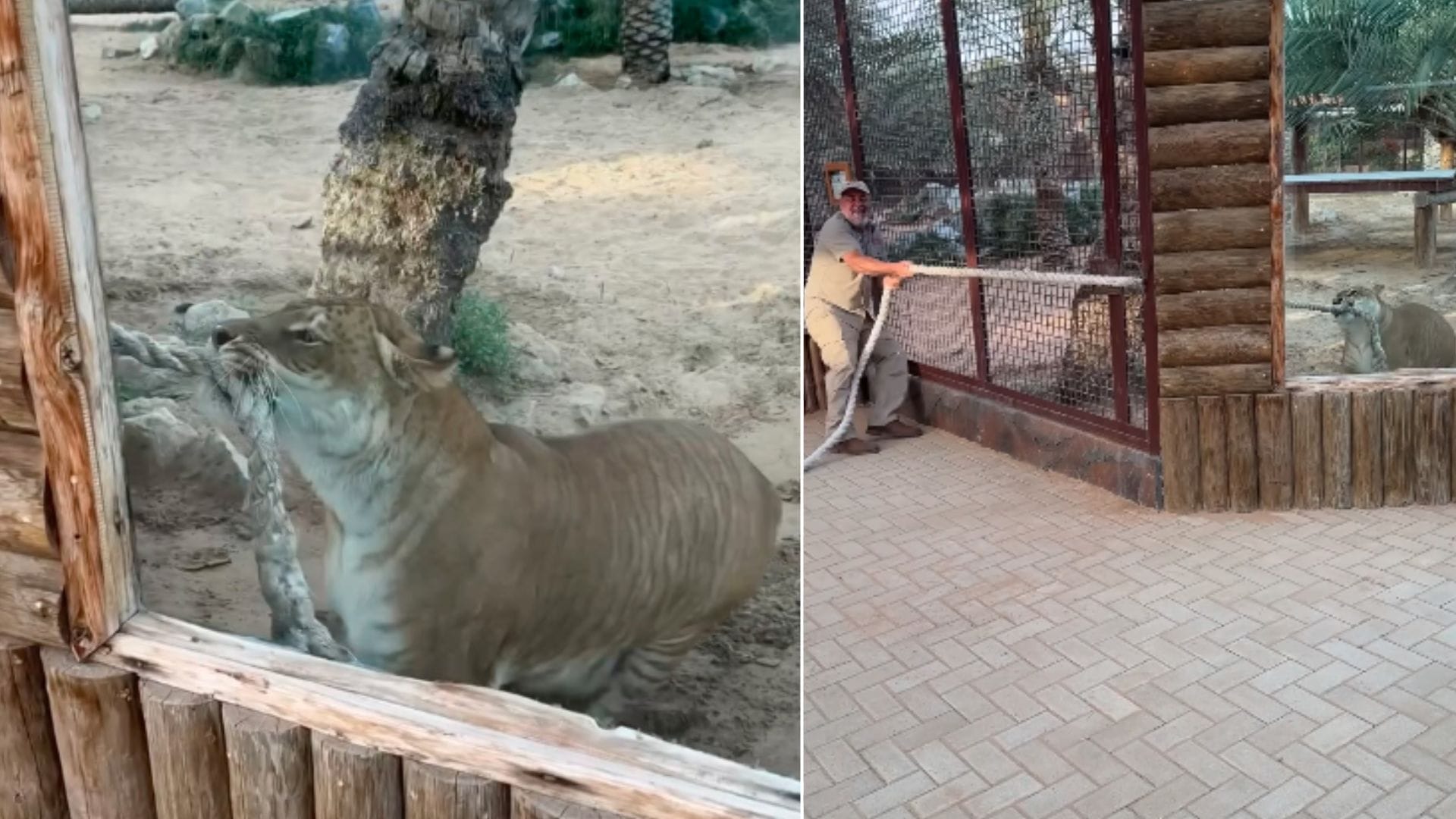 what is liger How different is this animal from tiger and lion news in hindi