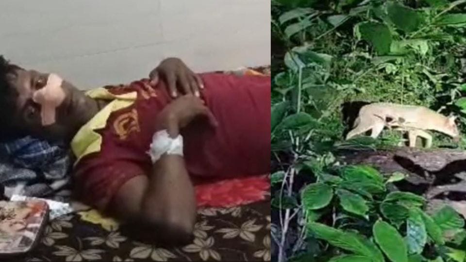 Fox attacked young man in Korba
