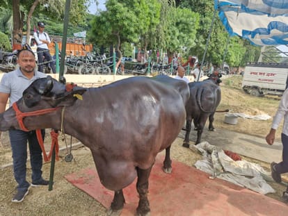 Meerut: Buffalo worth 23 crores... name is Anmol, Golu-2 worth 10 crores and MLA worth 9 crores,