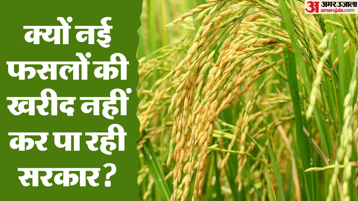 Punjab is heading towards a major agricultural crisis, rice producing farmers trapped in wrong policies
