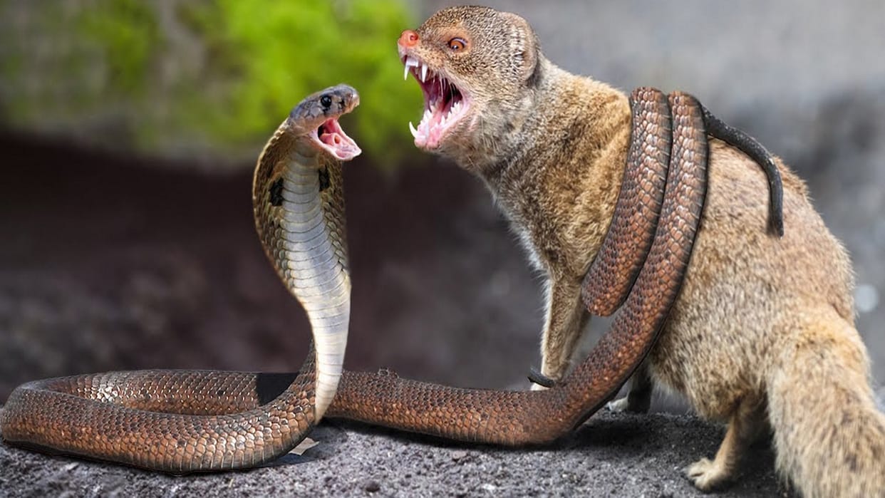 snake that escaped from the mongoose bit the woman, both the woman and the snake died.