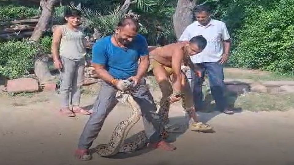 huge python was entering Taj Mahal even wrestlers were sweating while catching