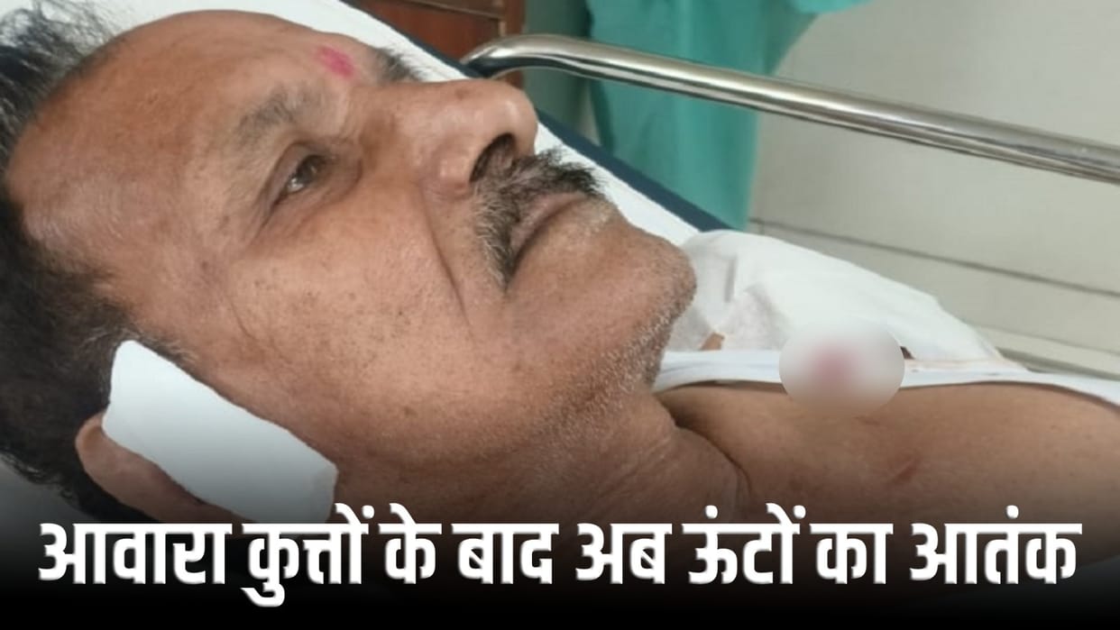 camel bit an old man on his hand and ear while he was walking in the park In Greater Noida