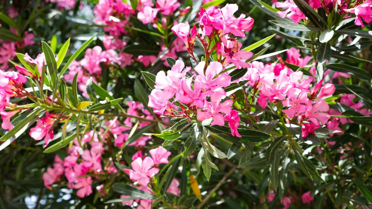 Vastu Tips For Home benefits of kaner flower right direction to plant in house